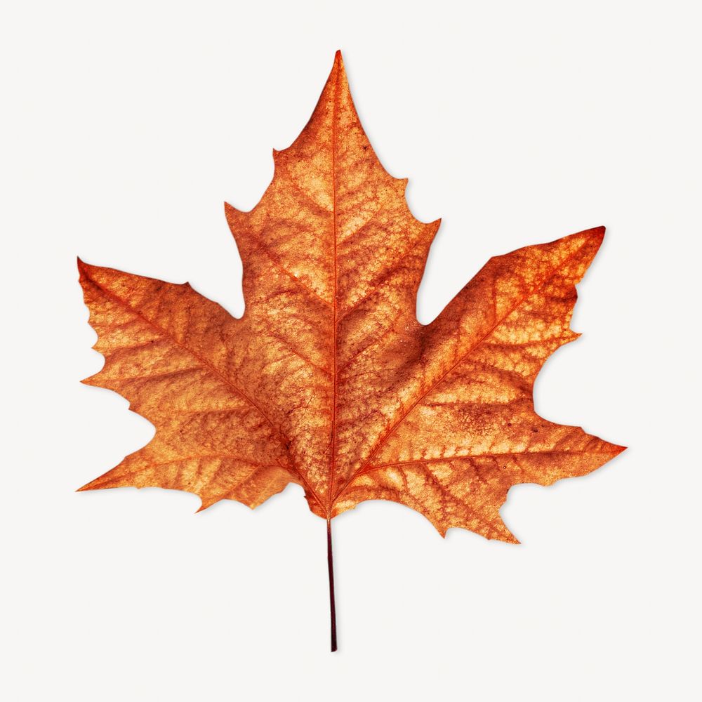Autumn maple leaf isolated image on white