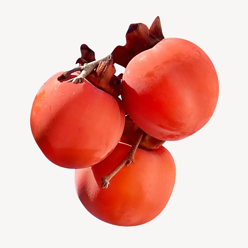 Persimmon fruit, isolated design