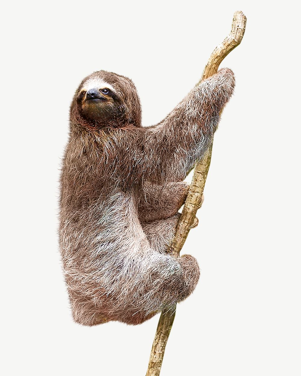 Sloth collage element psd