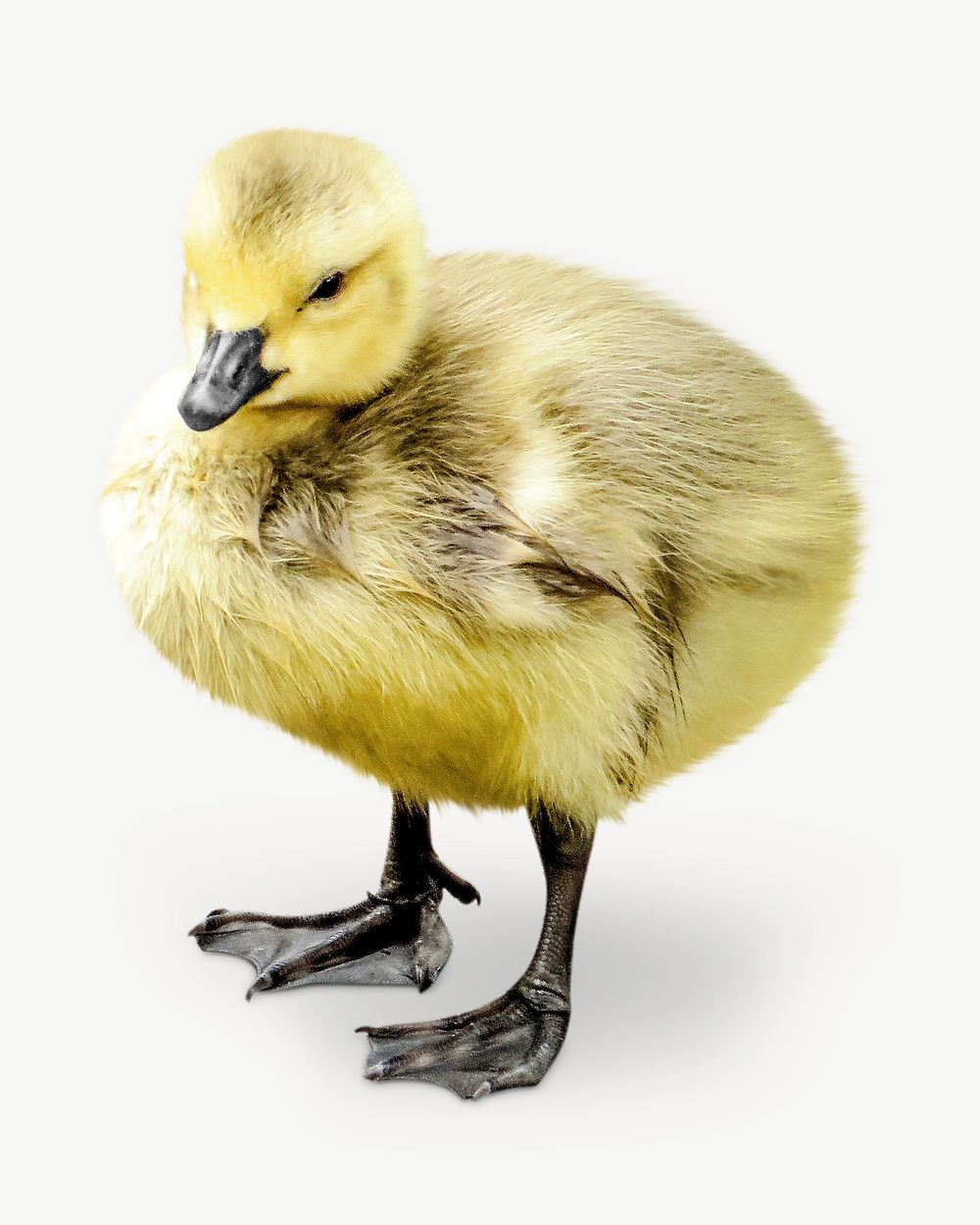 Duckling image graphic psd