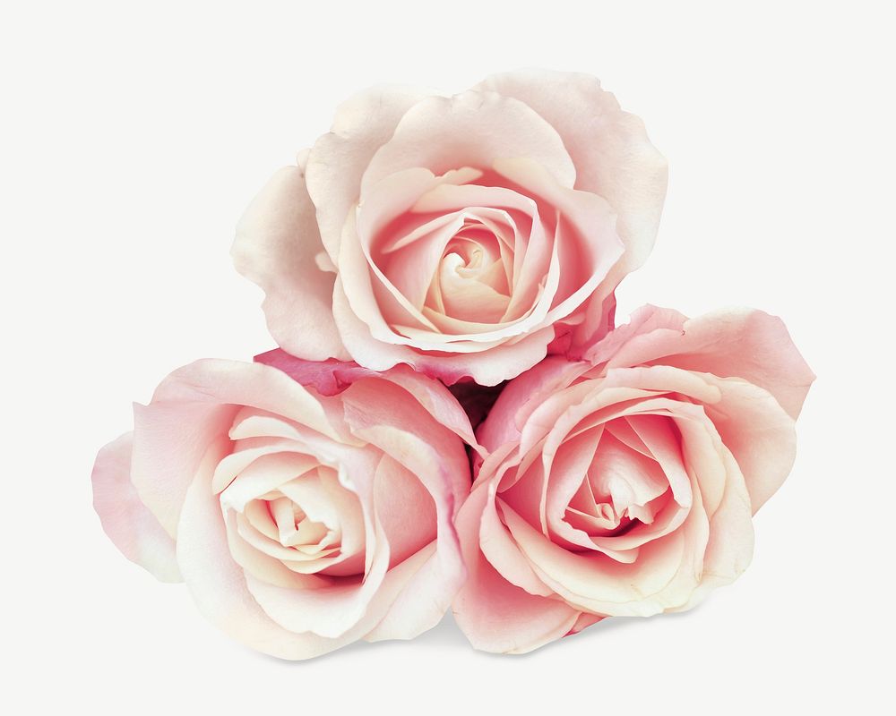 Pastel pink roses psd