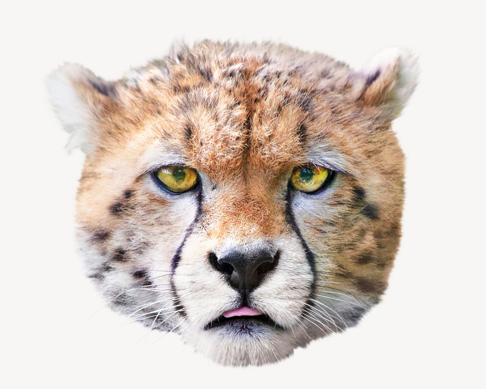 Cheetah cub psd isolated design