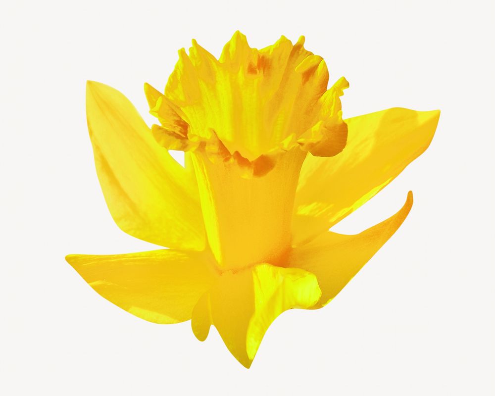 Yellow daffodil image on pastel background