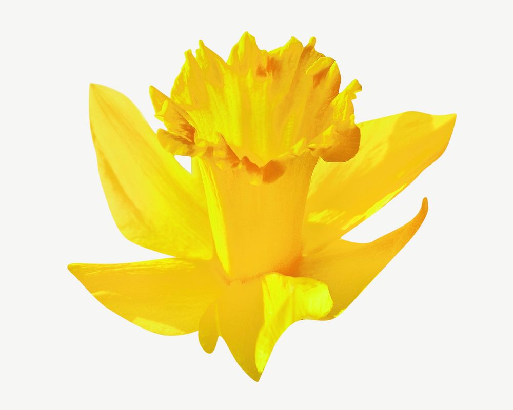 Yellow flower psd