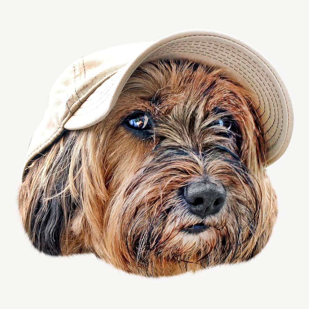 Terrier dog psd, isolated design