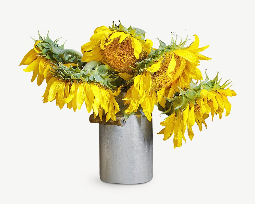 Withered sunflower pot psd
