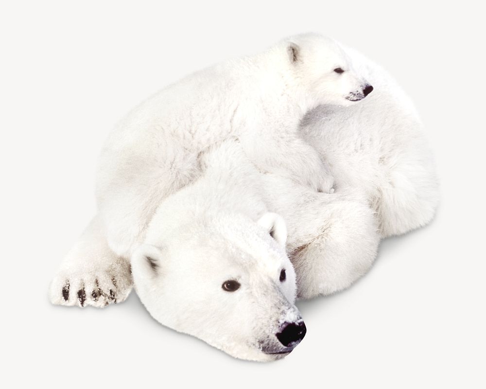 Polar bear, isolated design on white