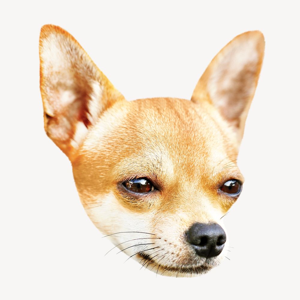 Chihuahua portrait, isolated design on white