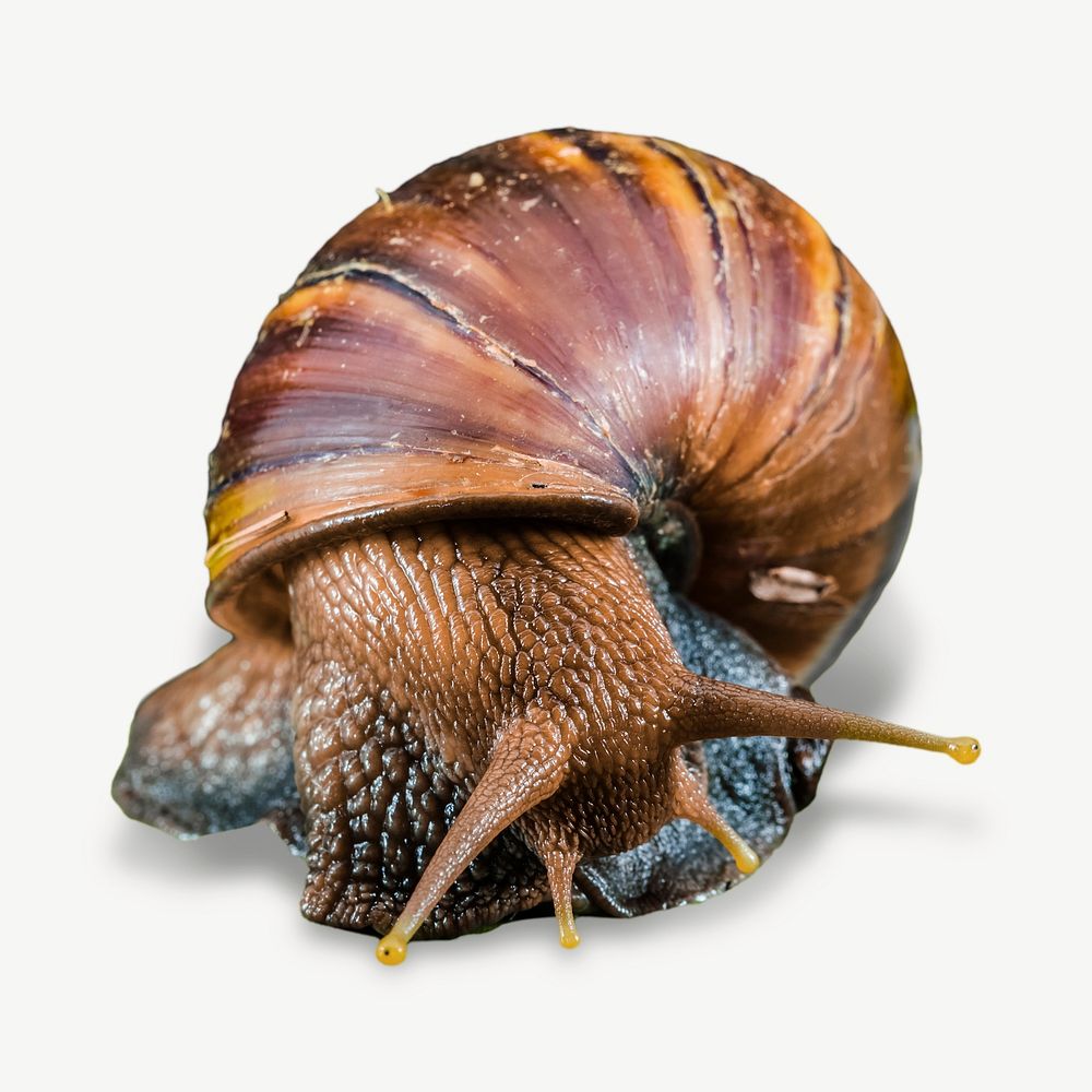 Brown snail psd isolated design
