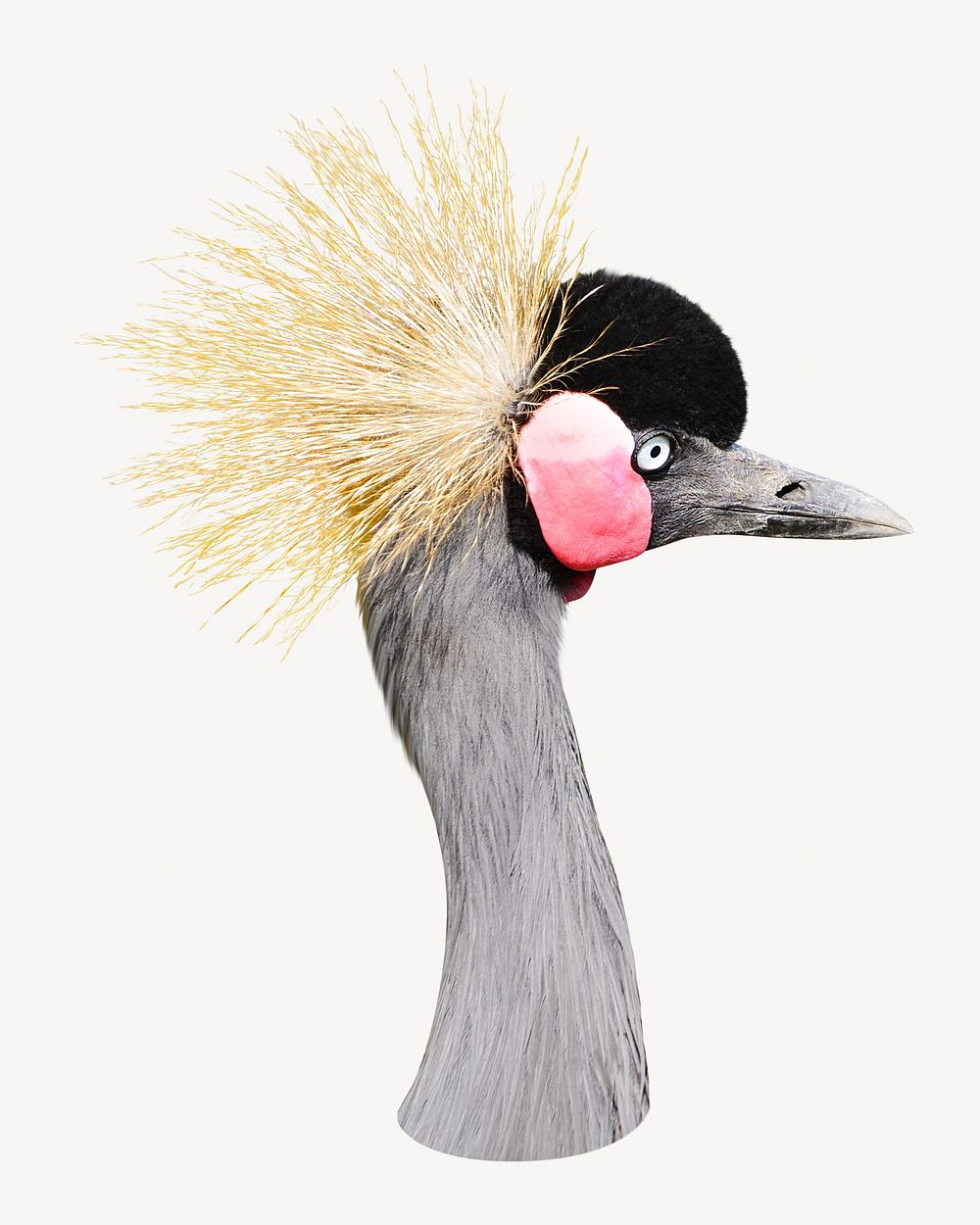 Grey crowned crane image on white design