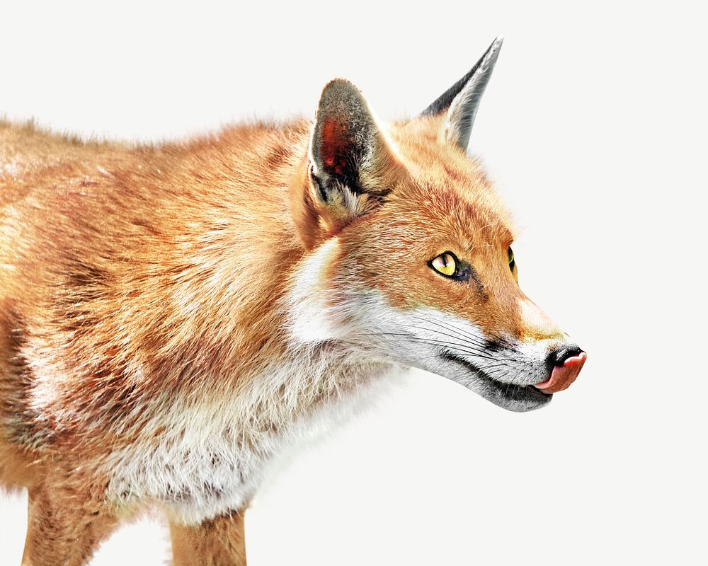 Fox, wildlife collage element psd