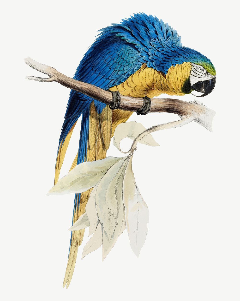Blue & Yellow Macaw bird illustration collage element psd. Remixed by rawpixel.