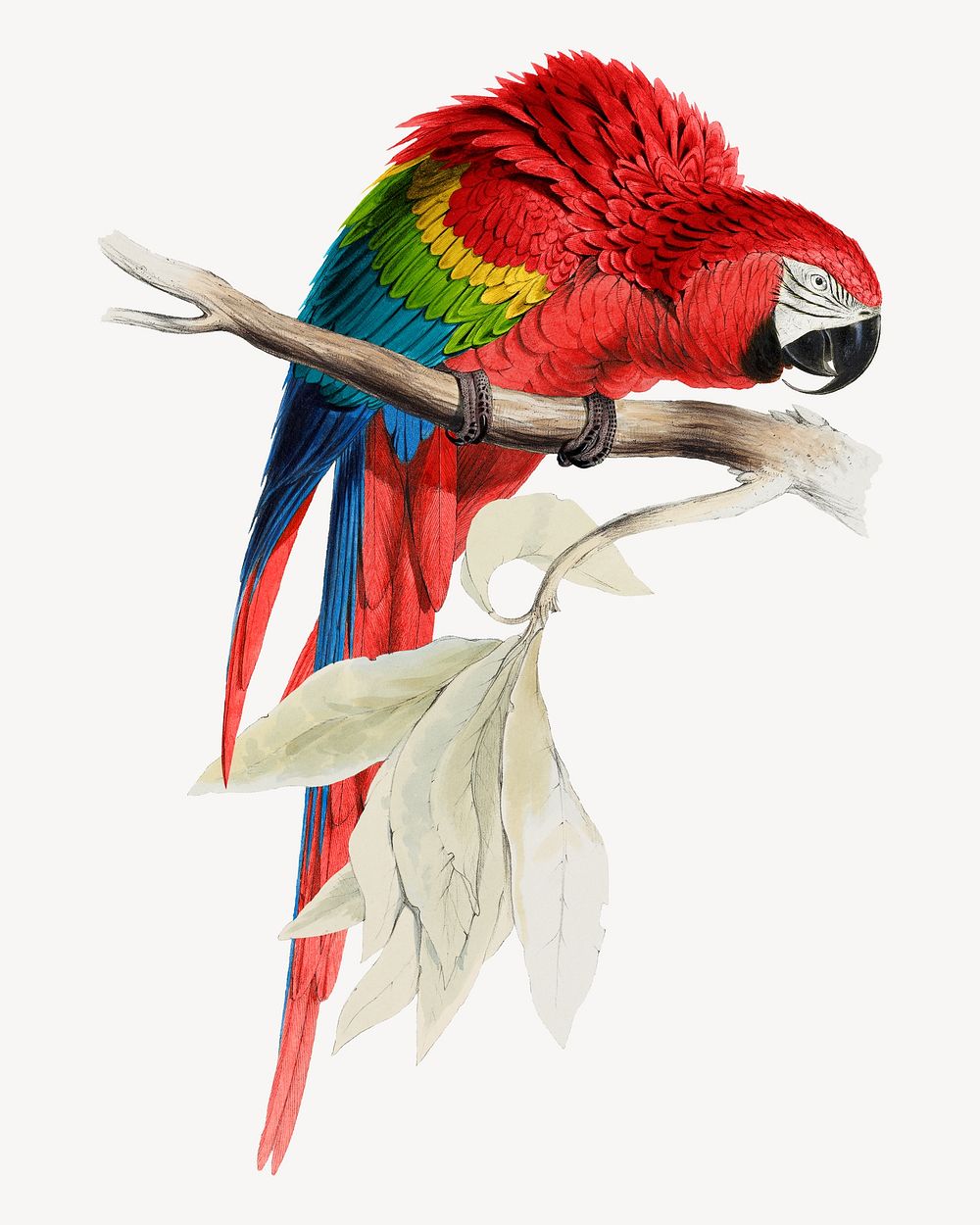 Red Macaw bird illustration isolated design. Remixed by rawpixel.