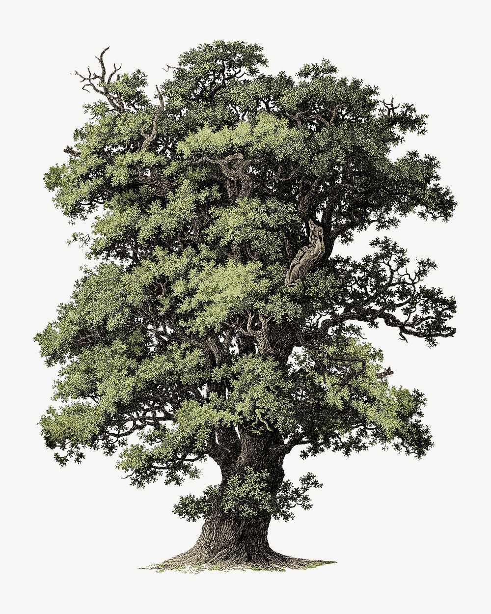 Vintage tree illustration isolated design. Remixed by rawpixel.