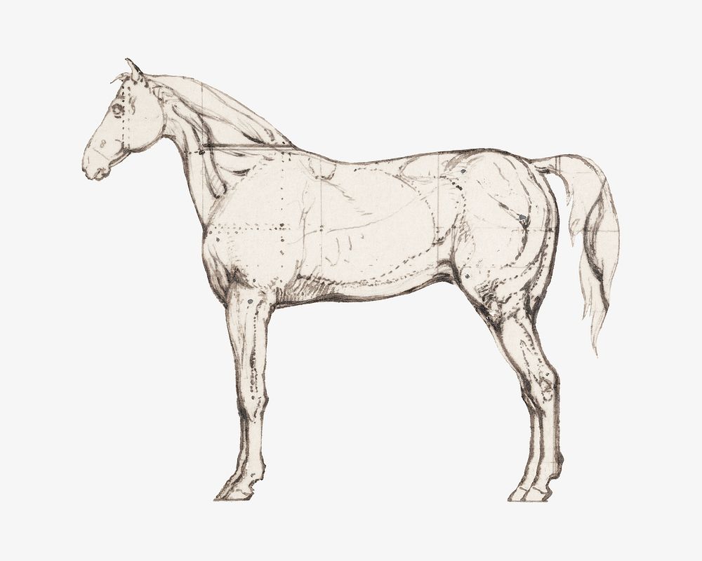 Anatomical Study of Horse illustration isolated design. Remixed by rawpixel.