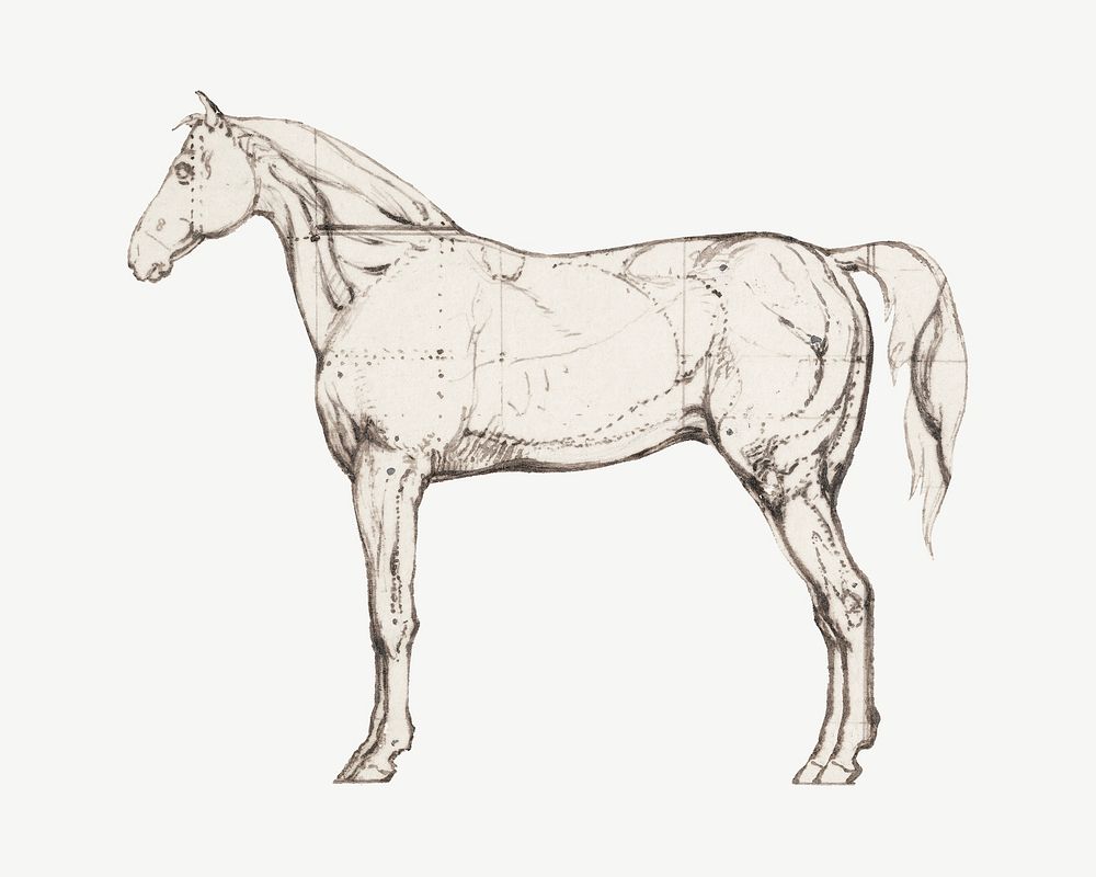 Anatomical Study of Horse illustration collage element psd. Remixed by rawpixel.