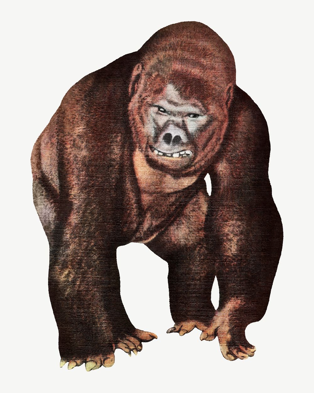 Vintage gorilla monkey, animal illustration psd.  Remixed by rawpixel. 