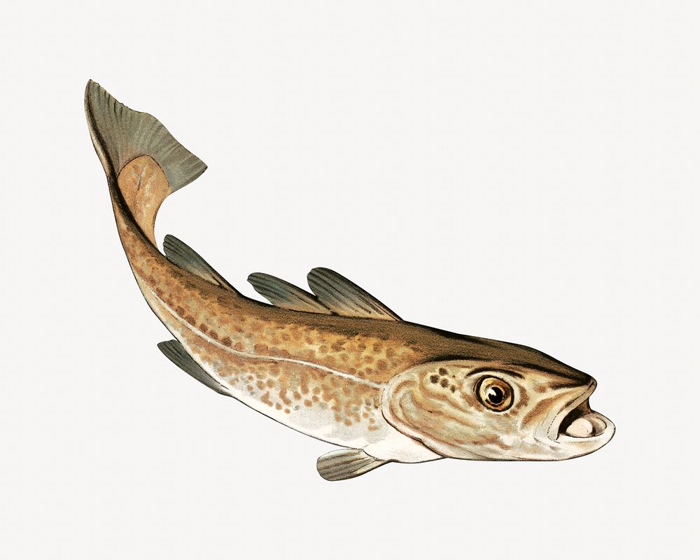 Fish, vintage sea animal illustration.  Remixed by rawpixel. 