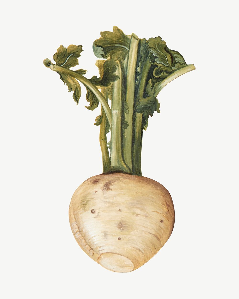 Turnip, vegetable illustration by Johanna Fosie psd.  Remixed by rawpixel. 