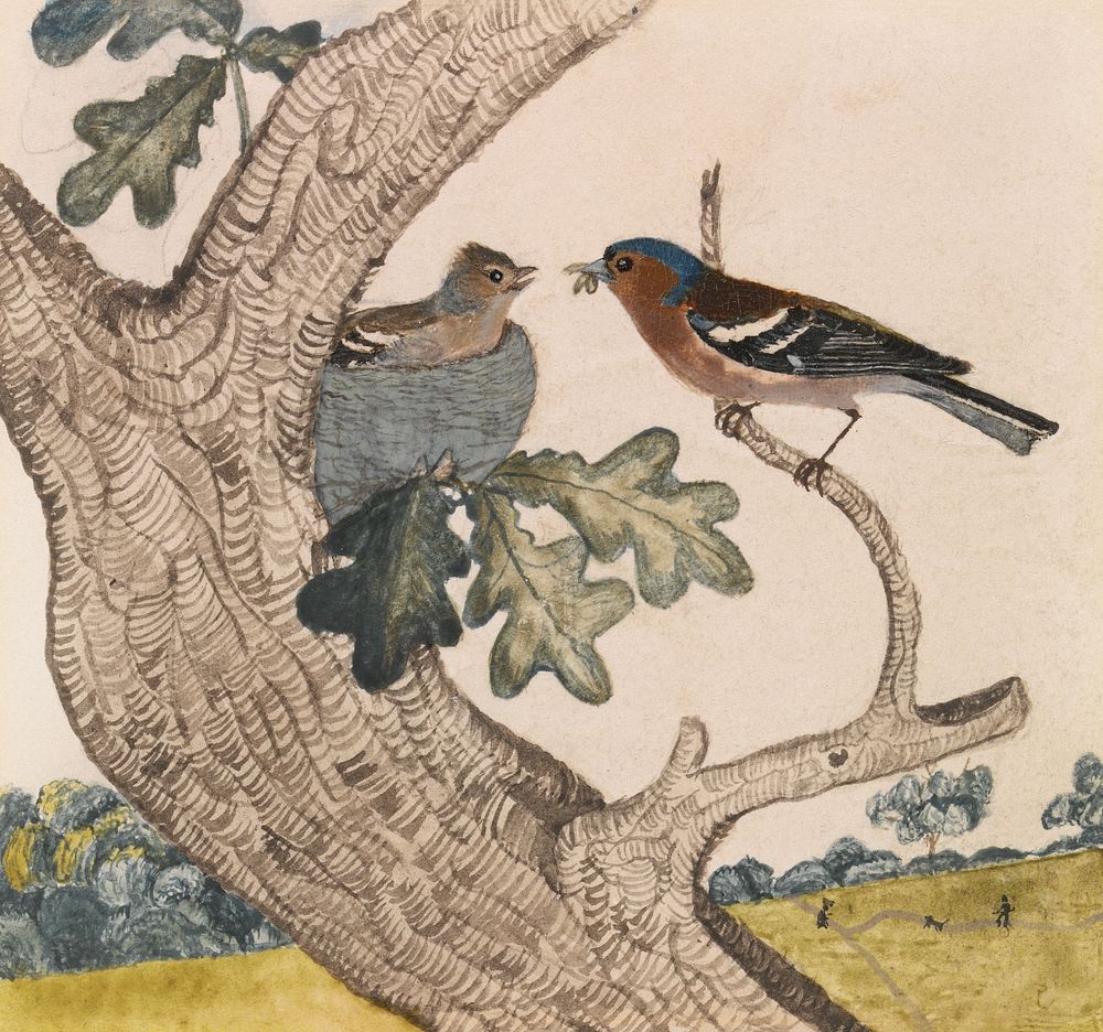 Chaffinch (1840) bird illustration by Joseph Wolf. Original public domain image from Yale Center for British Art. Digitally…