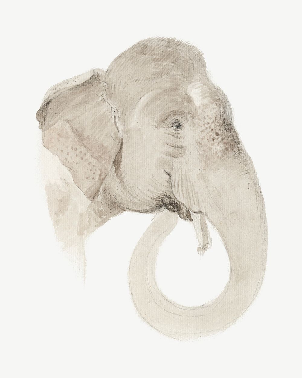 Elephant's head, animal illustration by Thomas Daniell psd.  Remixed by rawpixel. 