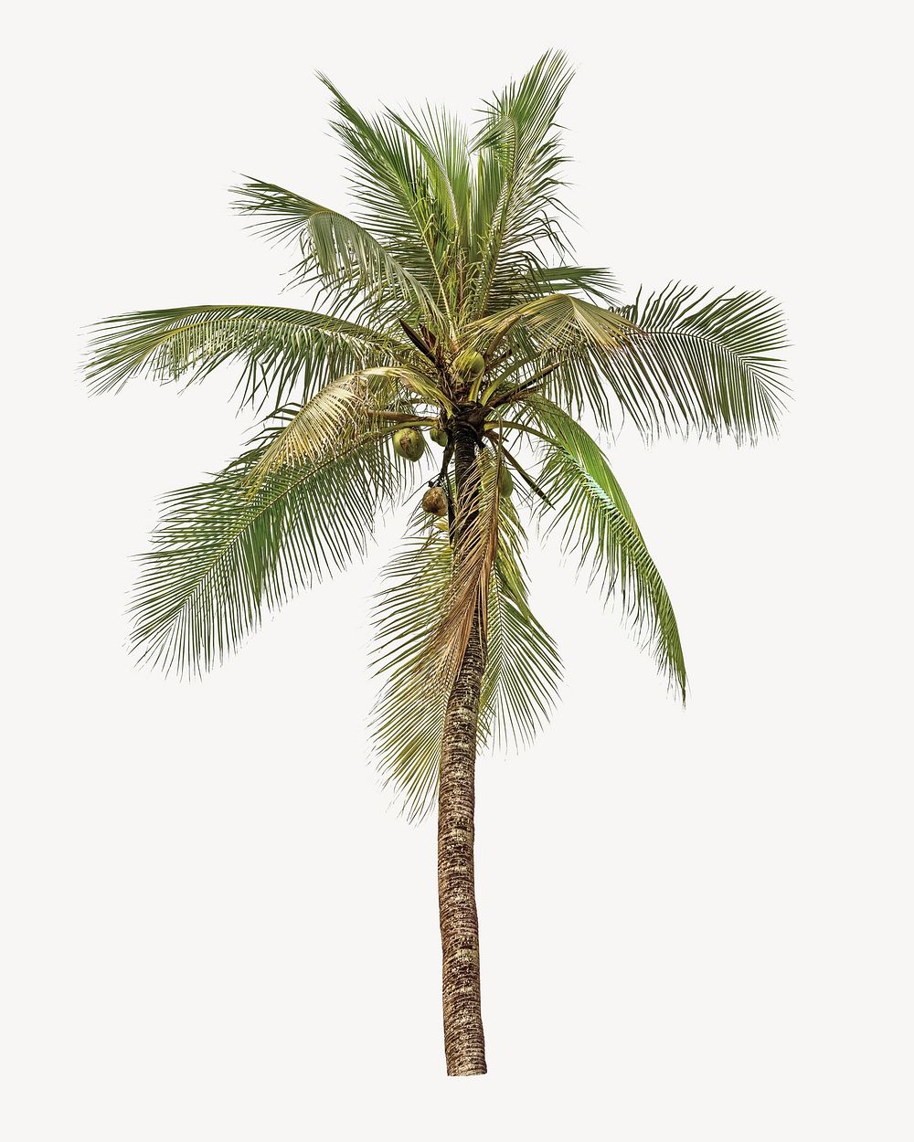 Coconut palm tree isolated object on white