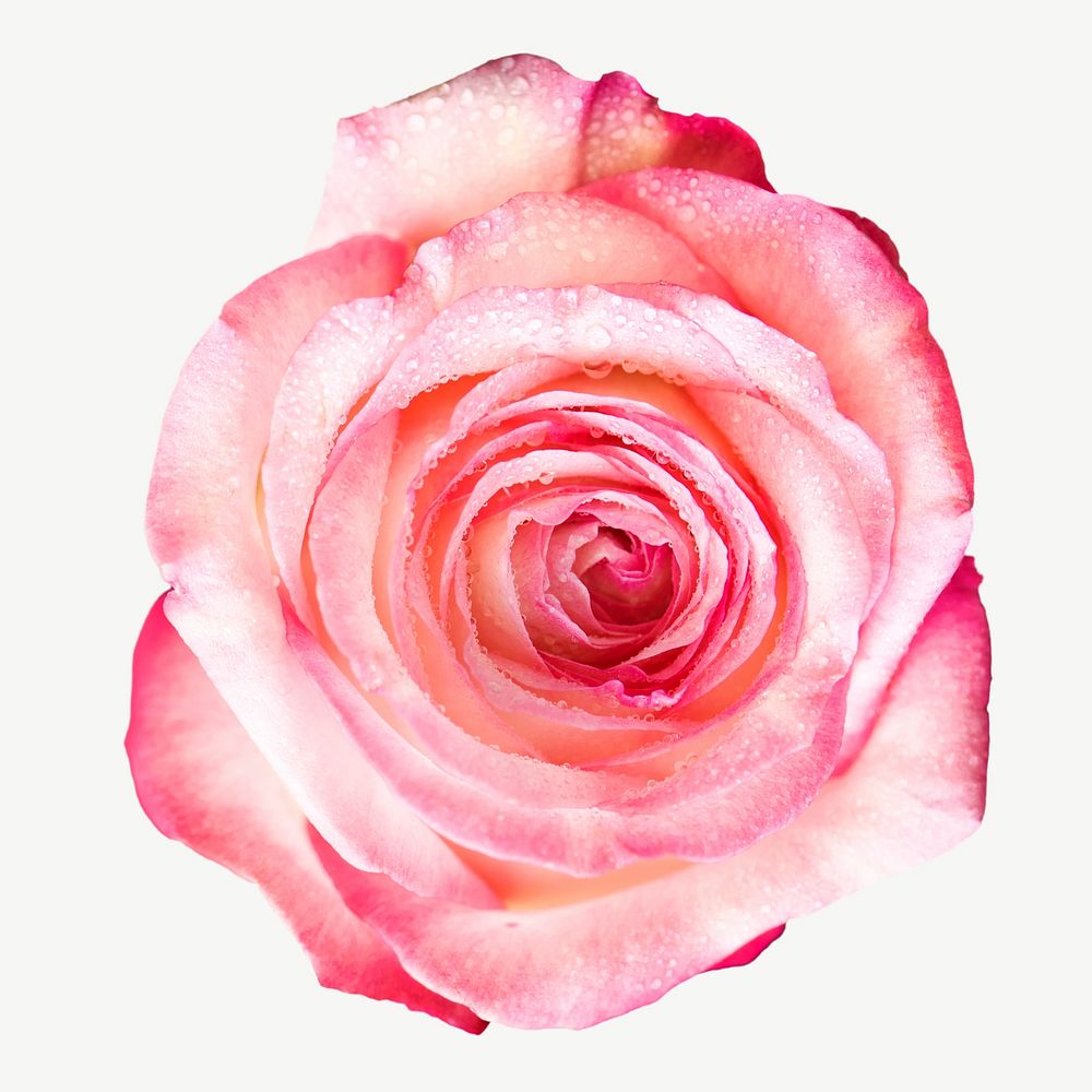 Pink rose flat lay psd element