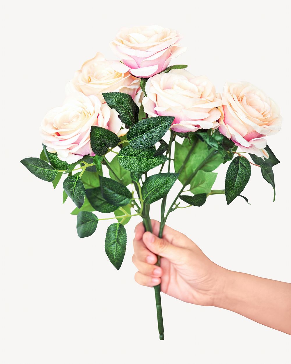 Rose blooming bouquet isolated image on white