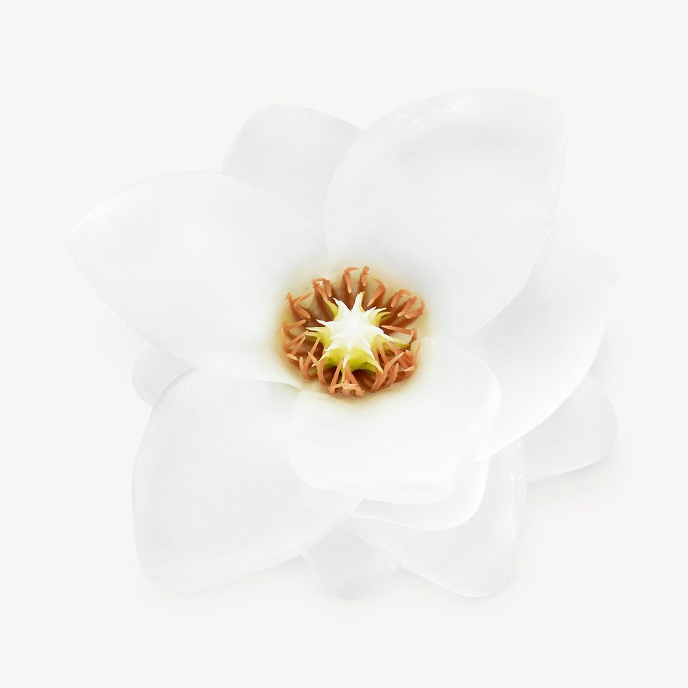 White spring magnolia collage element graphic psd