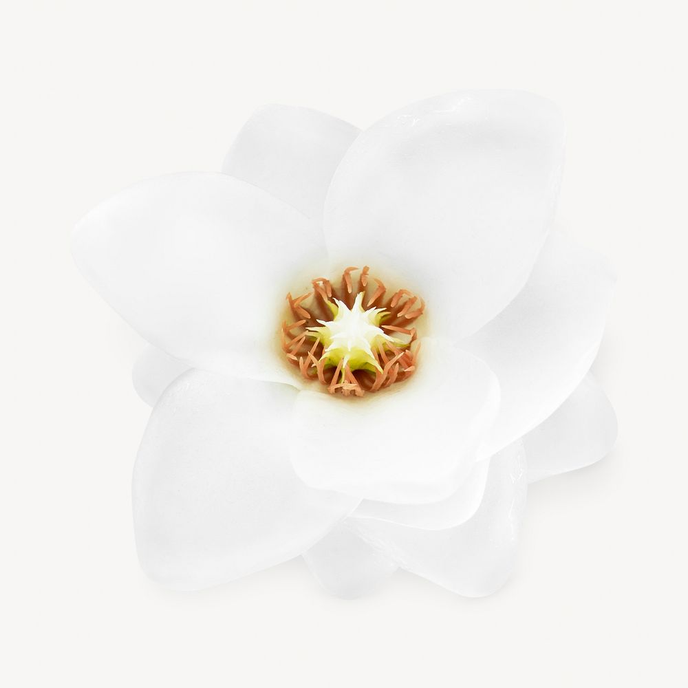 White spring magnolia isolated image on white