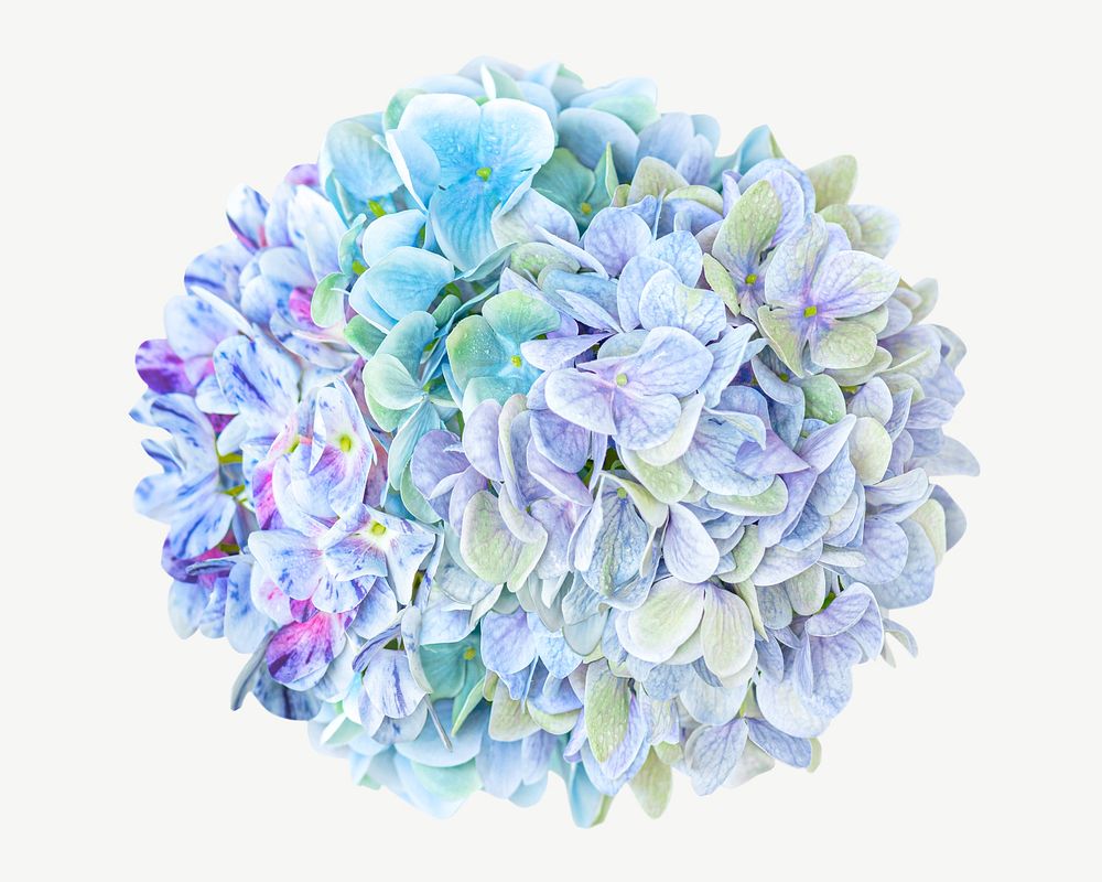 Hydrangea flower psd