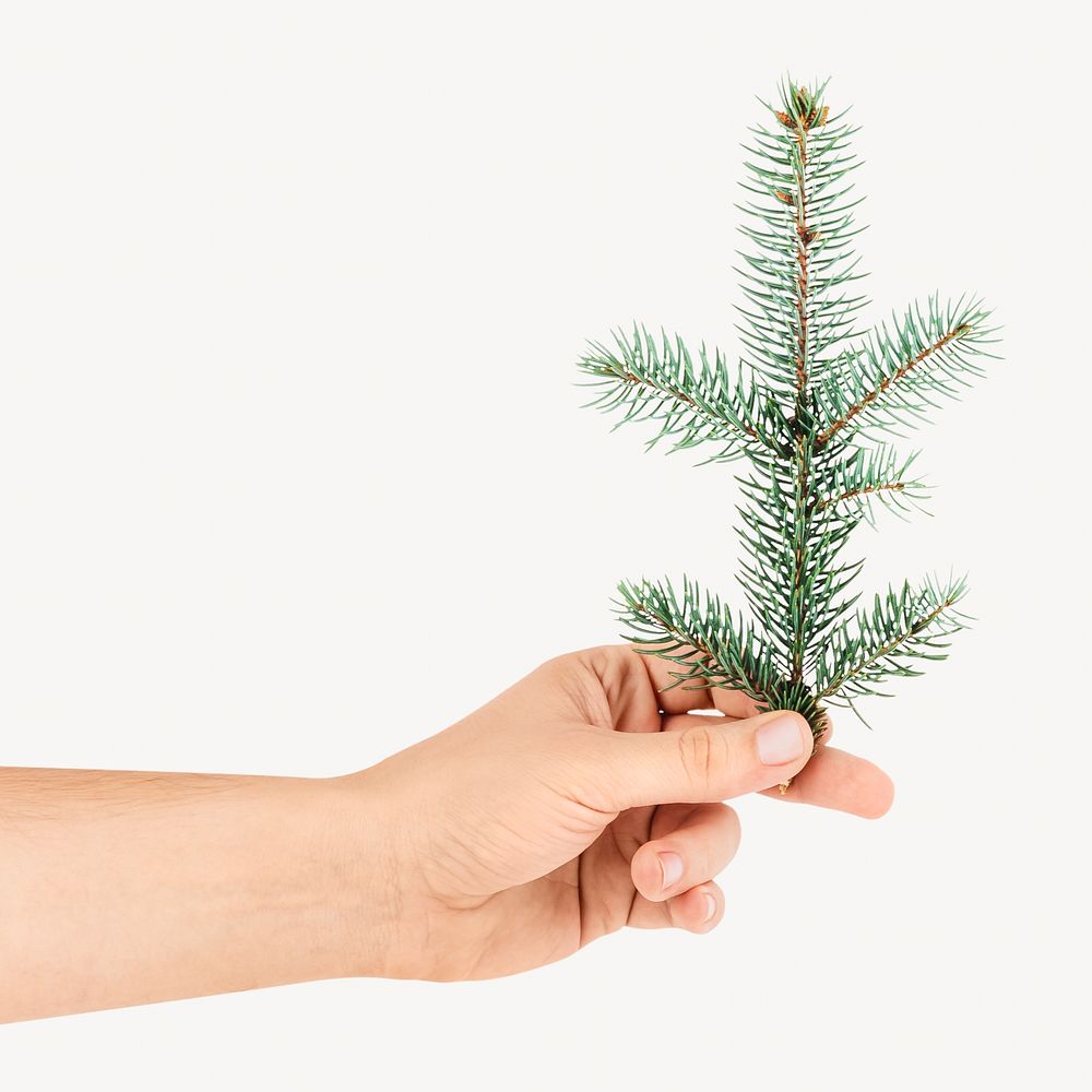 Hand holding a branch of pine tree, isolated image
