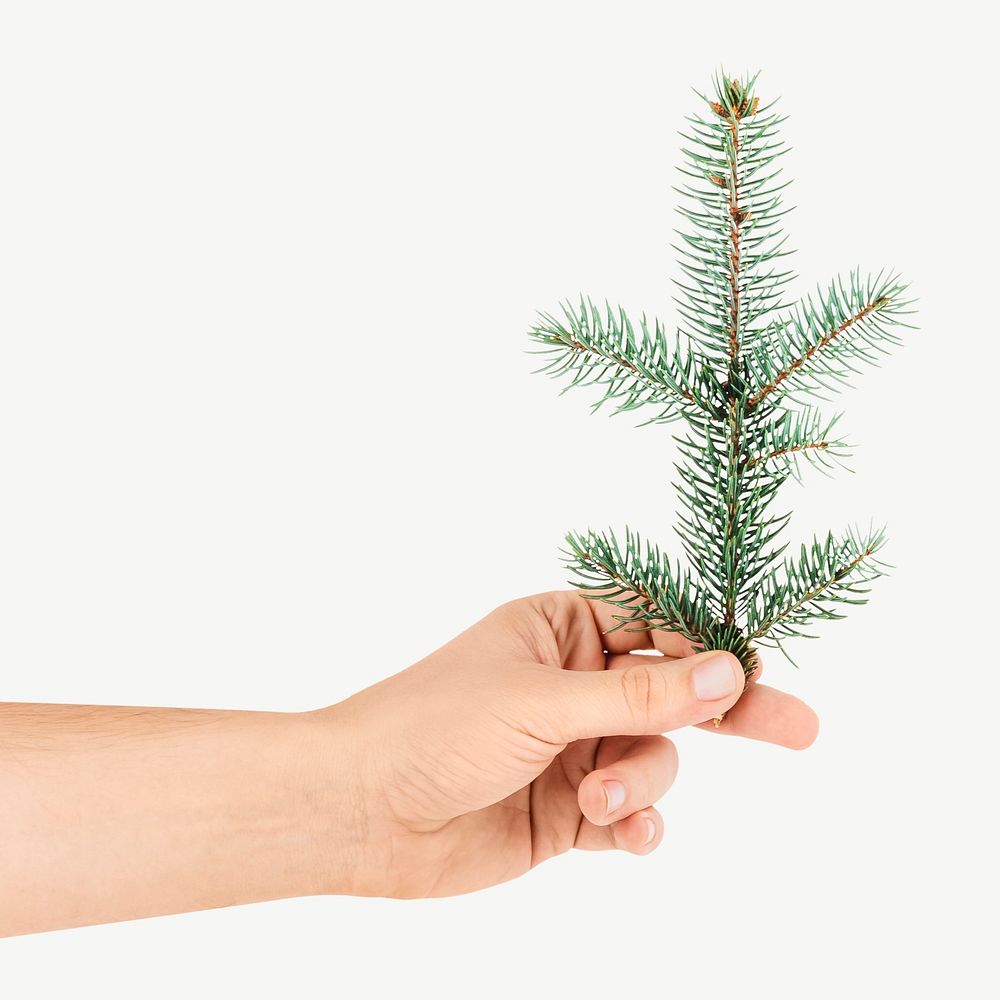 Christmas fir pine leafs isolated object psd