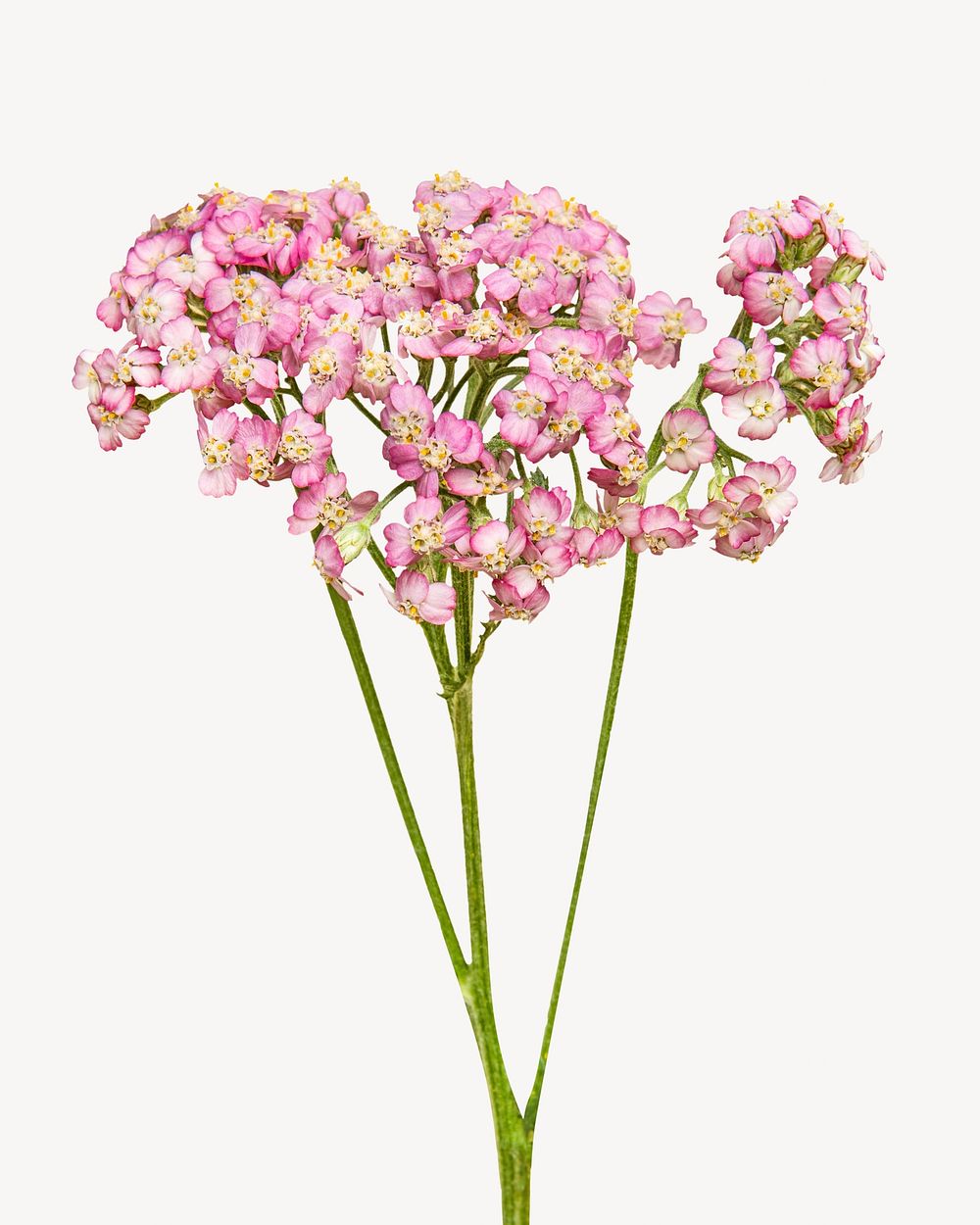 Pink flowers on pastel background