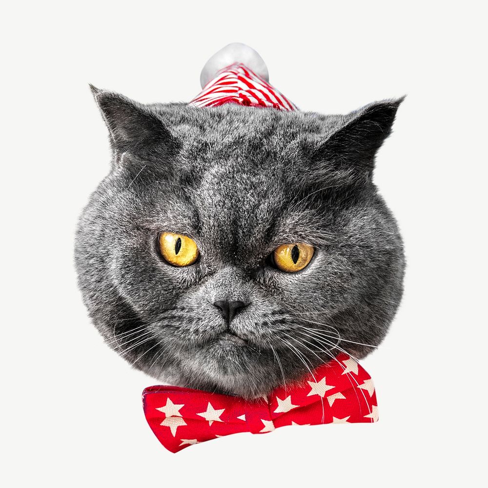 Christmas cat image graphic psd