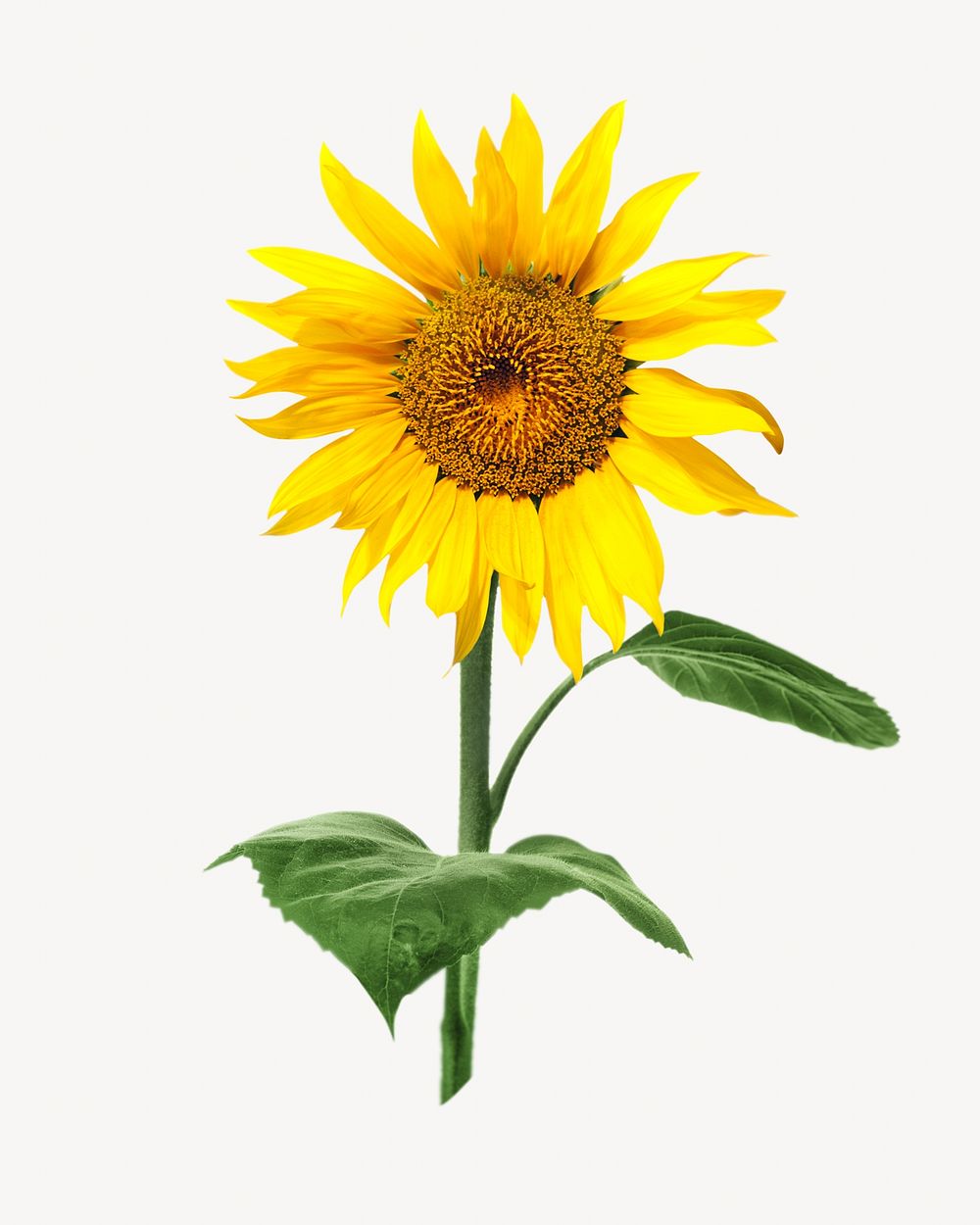 Sunflower isolated image