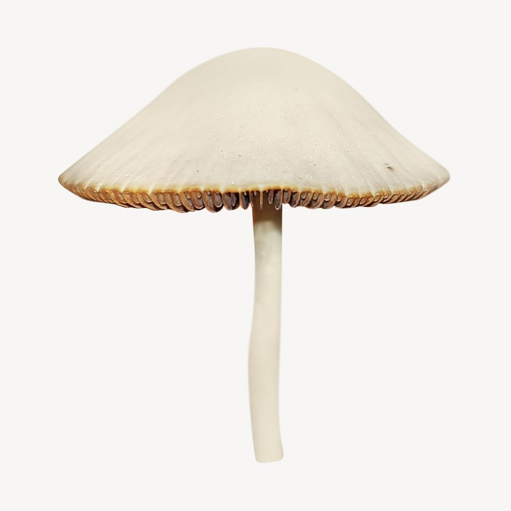 Organic white mushroom  isolated object