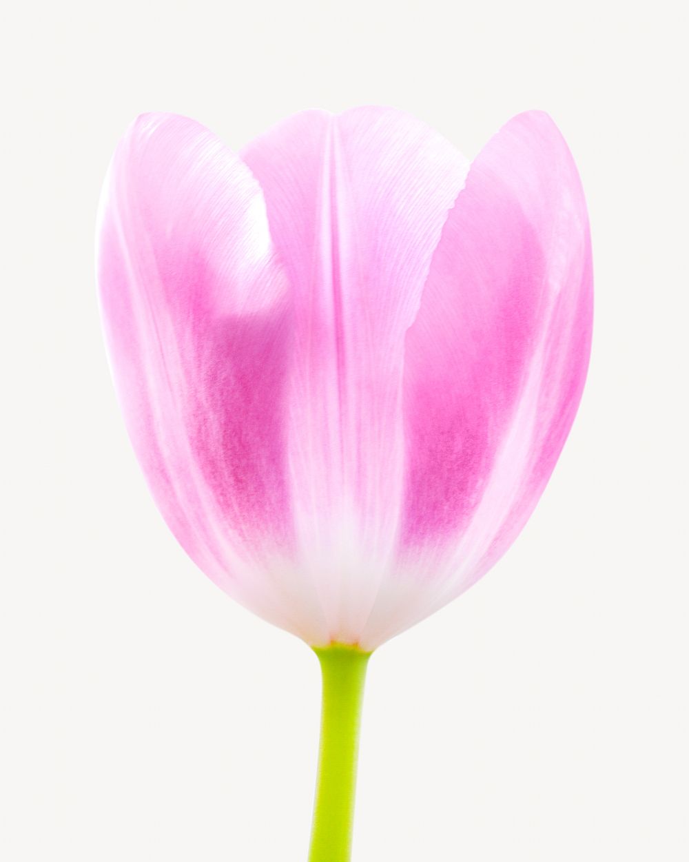Pink flower tulip  isolated image on white