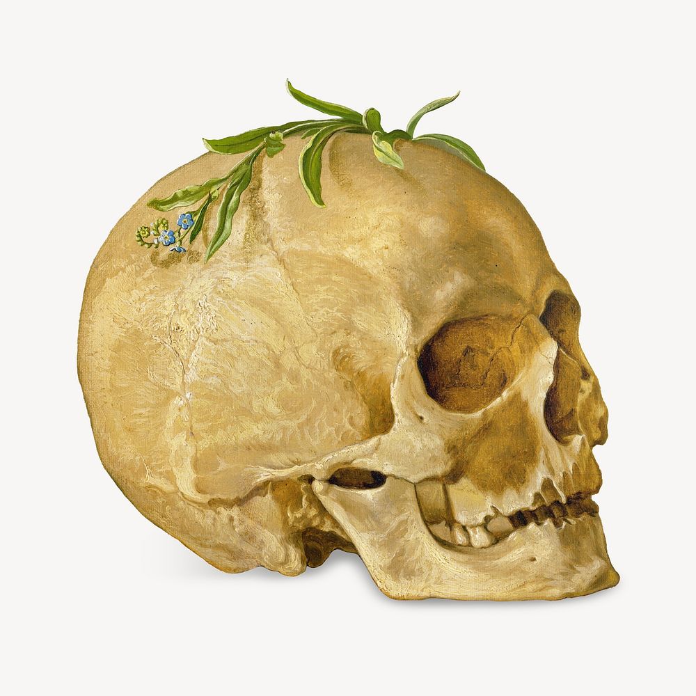 Skull image on white