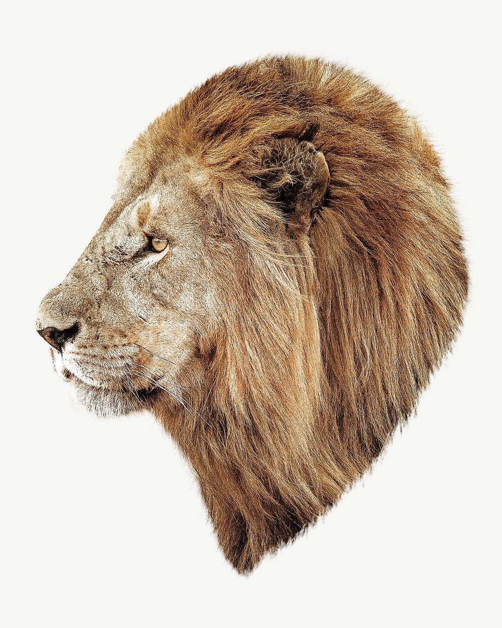 African lion psd isolated design