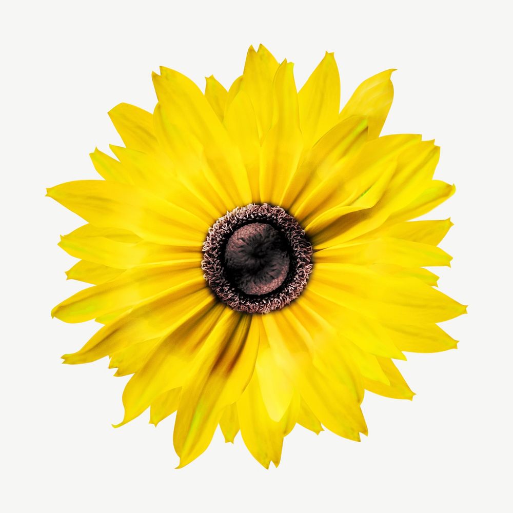 Sunflower collage element psd