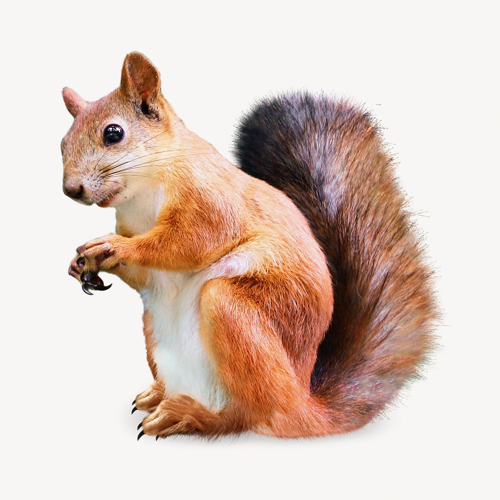 Squirrel image on white
