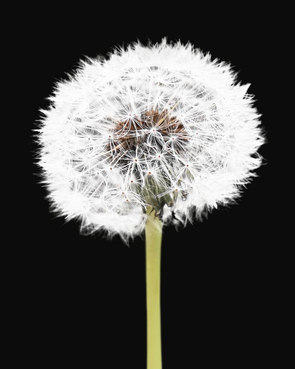 Dandelion image, white flower psd