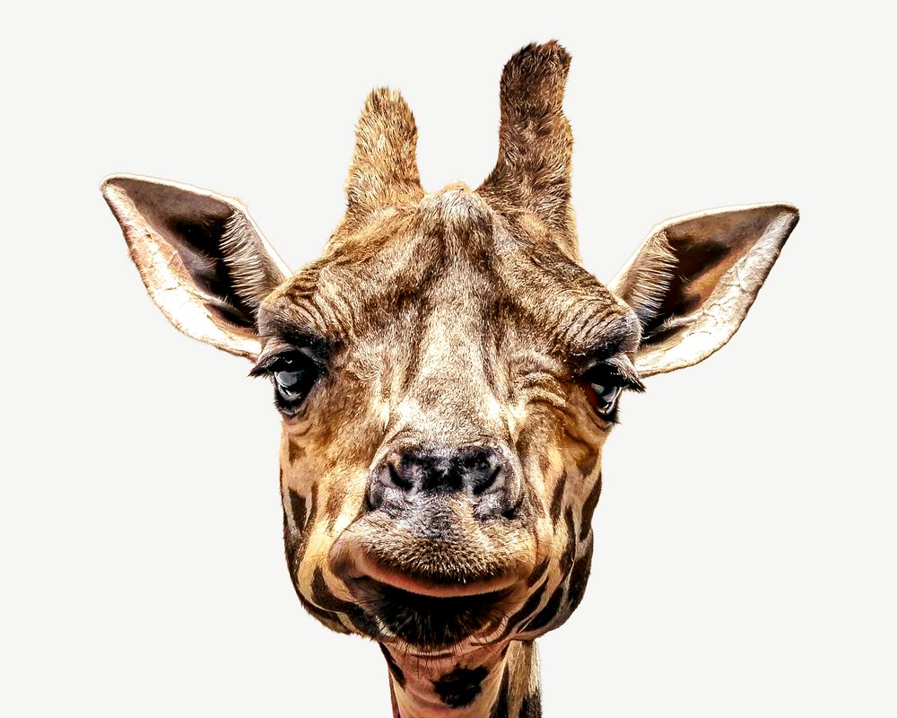 Giraffe face psd isolated design