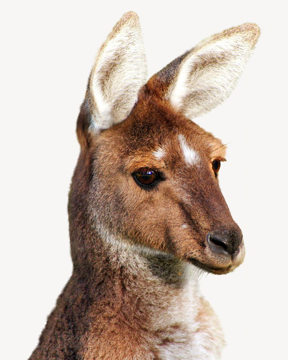 Kangaroo head isolated image on white