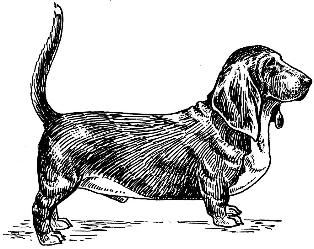 Basset Hound