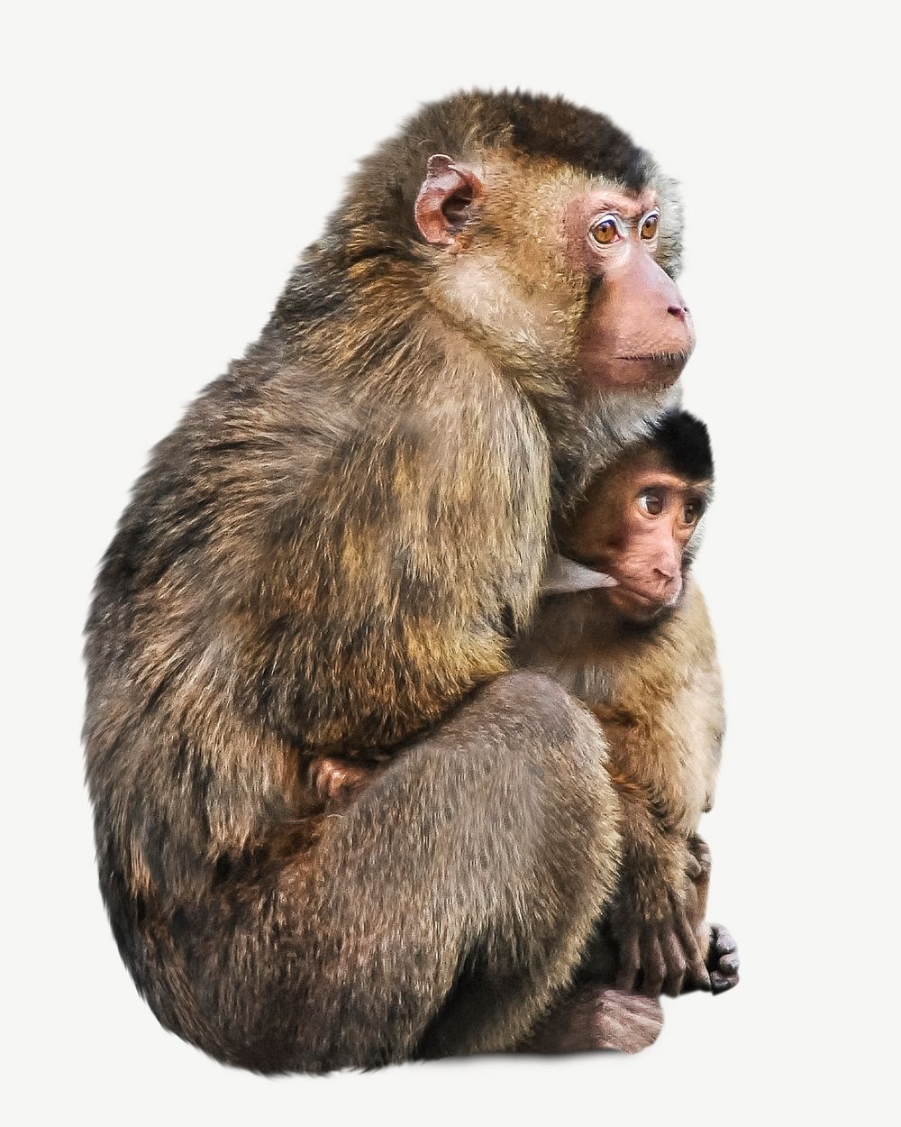 Breastfeeding monkey collage element psd 