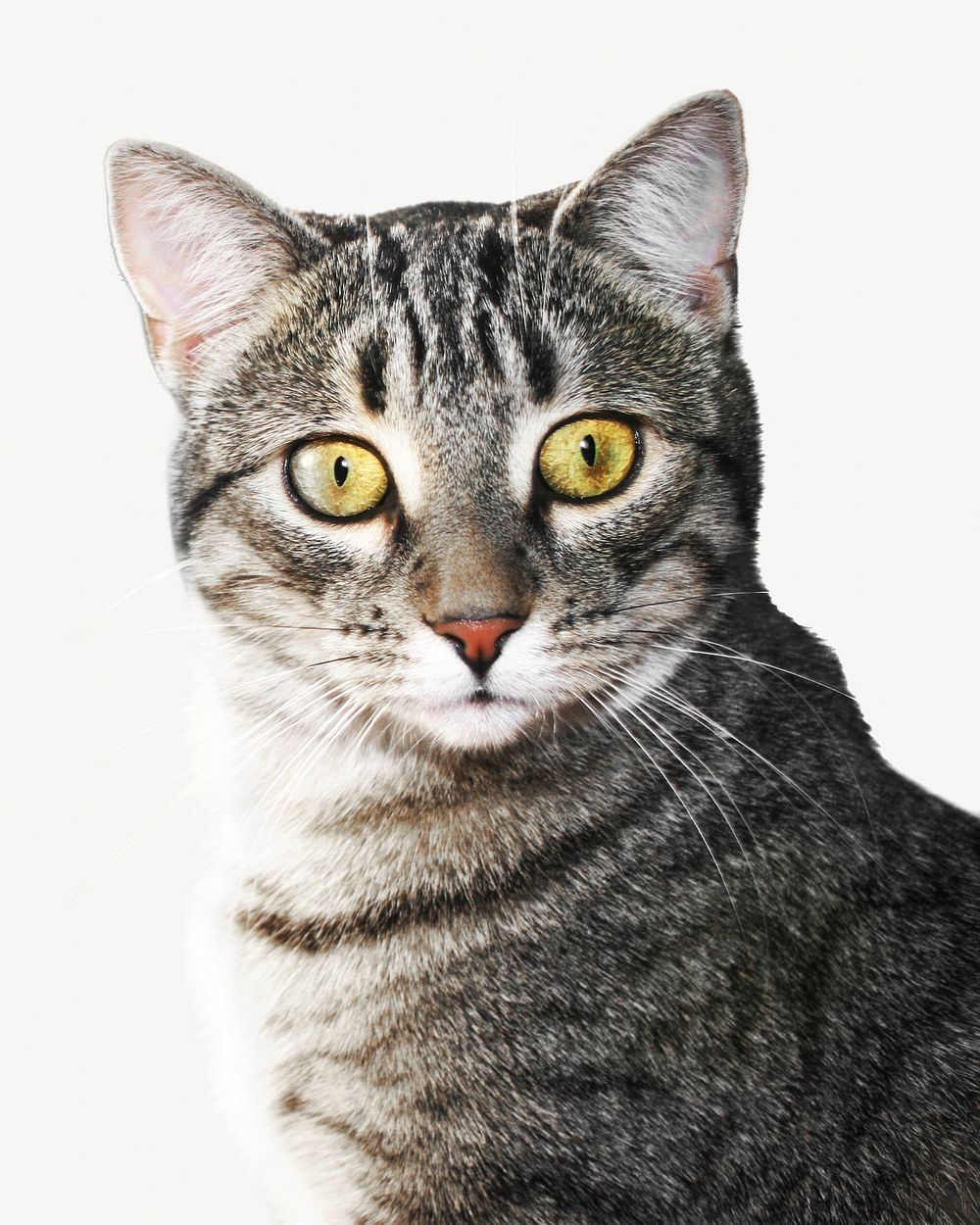 Grey tabby Cat, isolated image