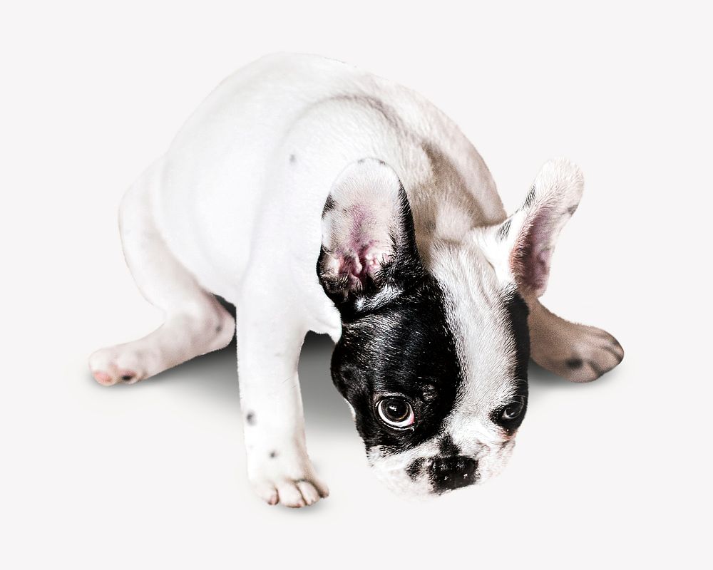 White dog image graphic psd