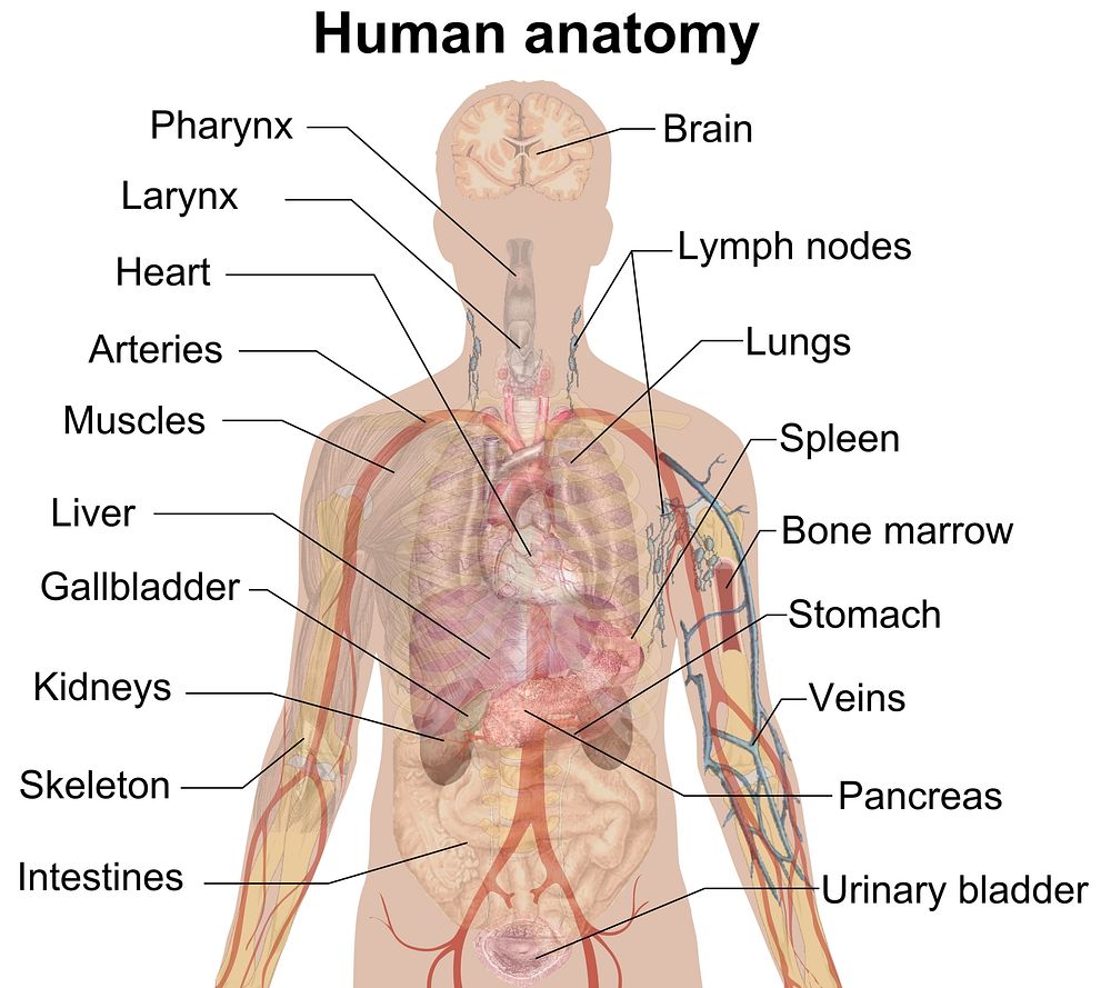 Selection of organs in human anatomy.To discuss image, please see Talk:Human body diagrams